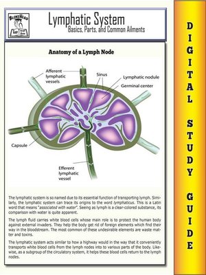 cover image of Lymphatic System ( Blokehead Easy Study Guide)